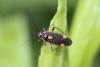 205781 – Photo : alain Roujas – France (31)